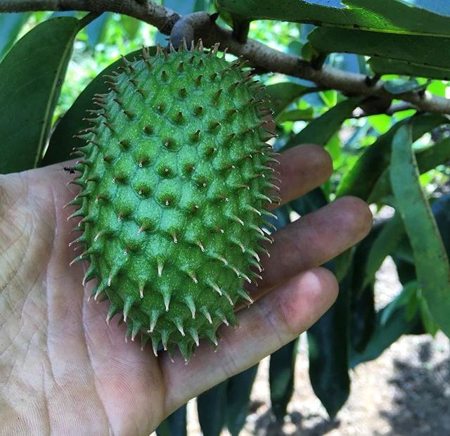 Giant Soursop
