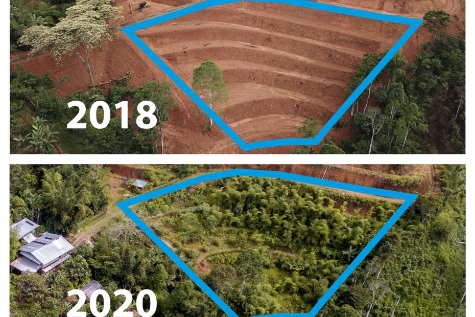 2018 vs 2020 Guadua Transformation