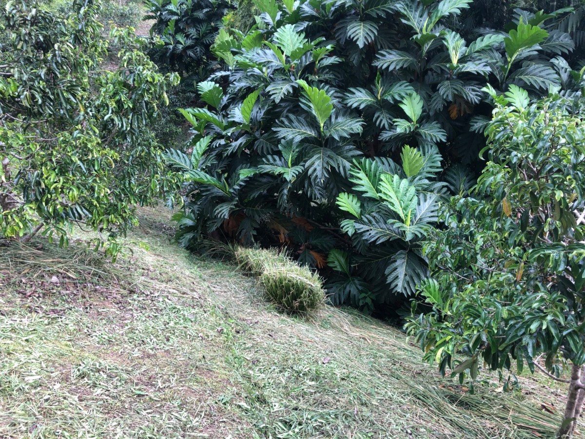 Pruned Vetiver Grass