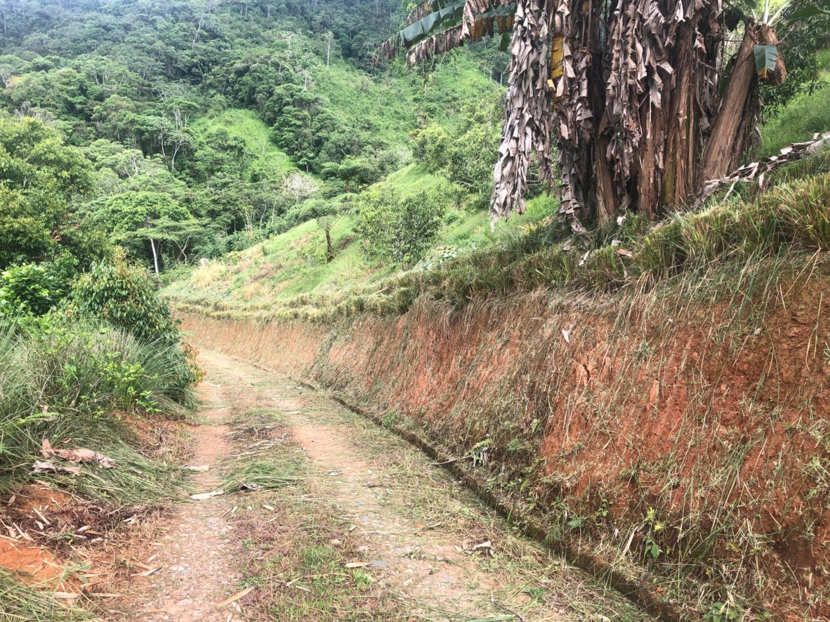 Main Road With Vetiver