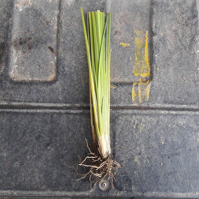 Vetiver Grass at PermaTree