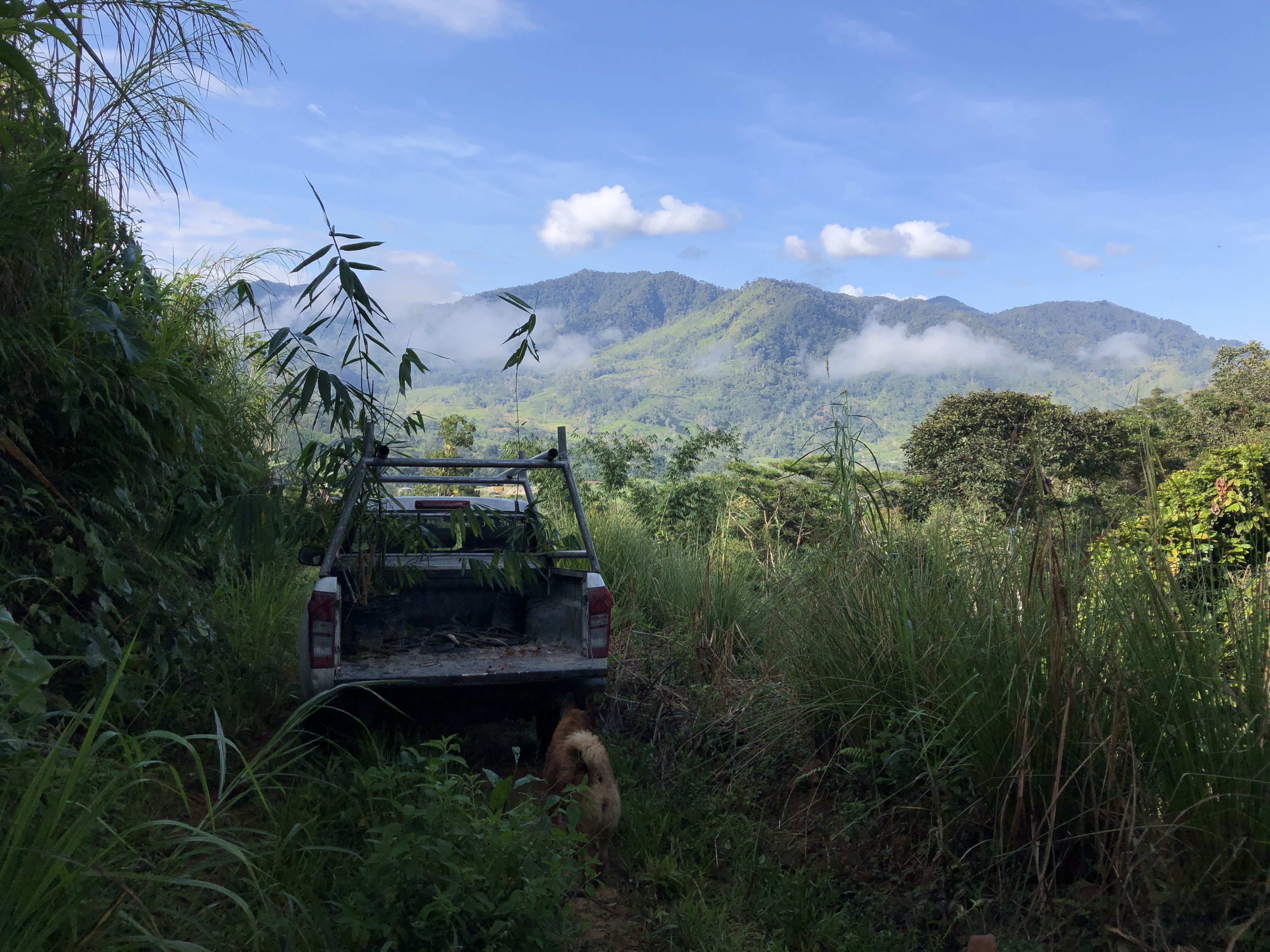 Transplanting giant bamboo permatree amazon Ecuador