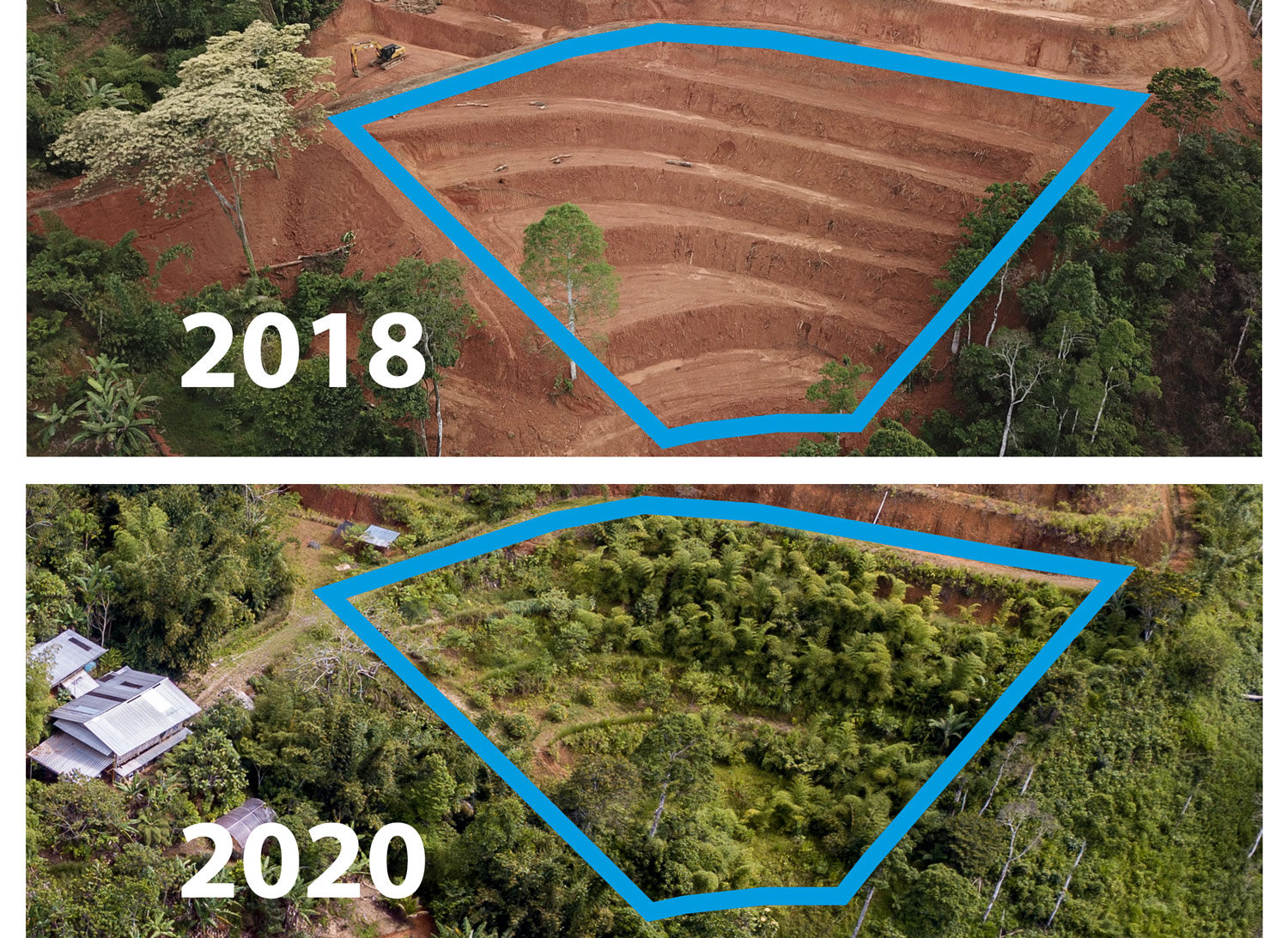 2018 vs 2020 Guadua Transformation